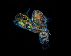 Rare mating dumpling squid. 

A big thanks to Brian May... by Cal Mero 